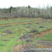 添雄麻核桃基地 苗木種植全流程與技術咨詢服務詳解
