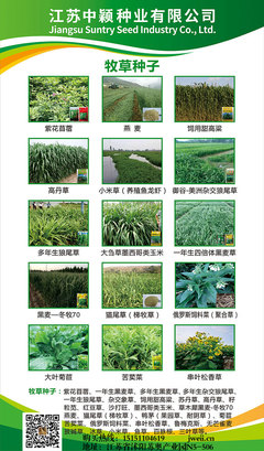 深耕苗木種植，專業咨詢服務助力綠色產業發展